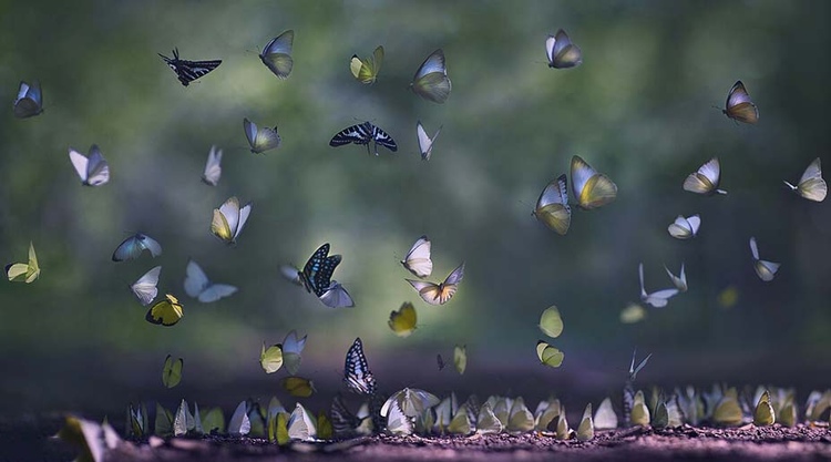 Mơ thấy đàn bướm